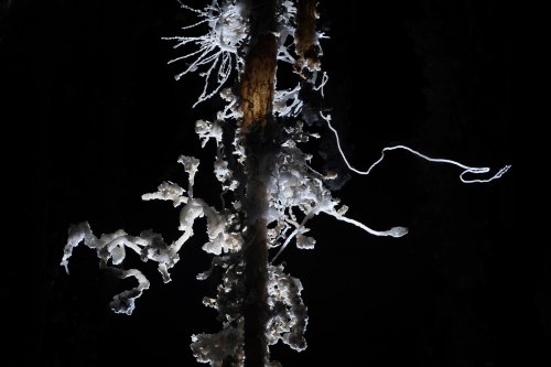 Grotte des Canalettes (Pyrénées Orientales) - Fine excentrique partant d'une stalactite(SP-12-0892 )
